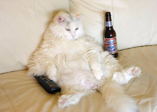 atworkcat.jpg