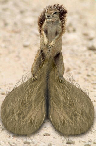 squirrel.jpg